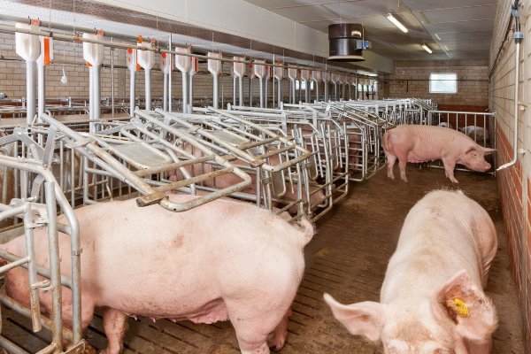 системы содержания свиней