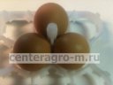 Лоток на 42 куриных яйца для инкубатора Jamesway